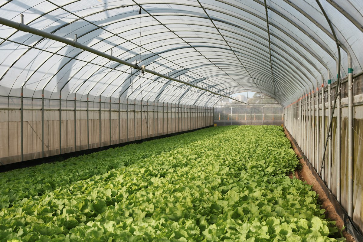 Desmontar un invernadero y un semillero en la huerta: estructura, film y bandeja, en ese orden